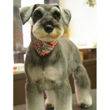 Bandana's Pet Grooming Image eClassifieds4u 3