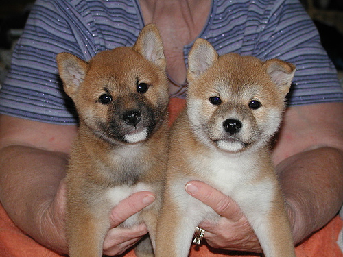 POTTY TRAINED CKC SHIBA INU PUPPIES READY FOR RE-HOMING Image eClassifieds4u