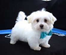 CHARMING CKC MALTESE PUPPIES FOR ADOPTION