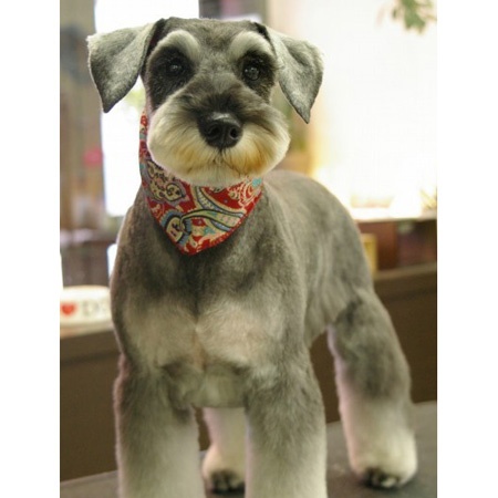 Bandana's Pet Grooming Image eClassifieds4u