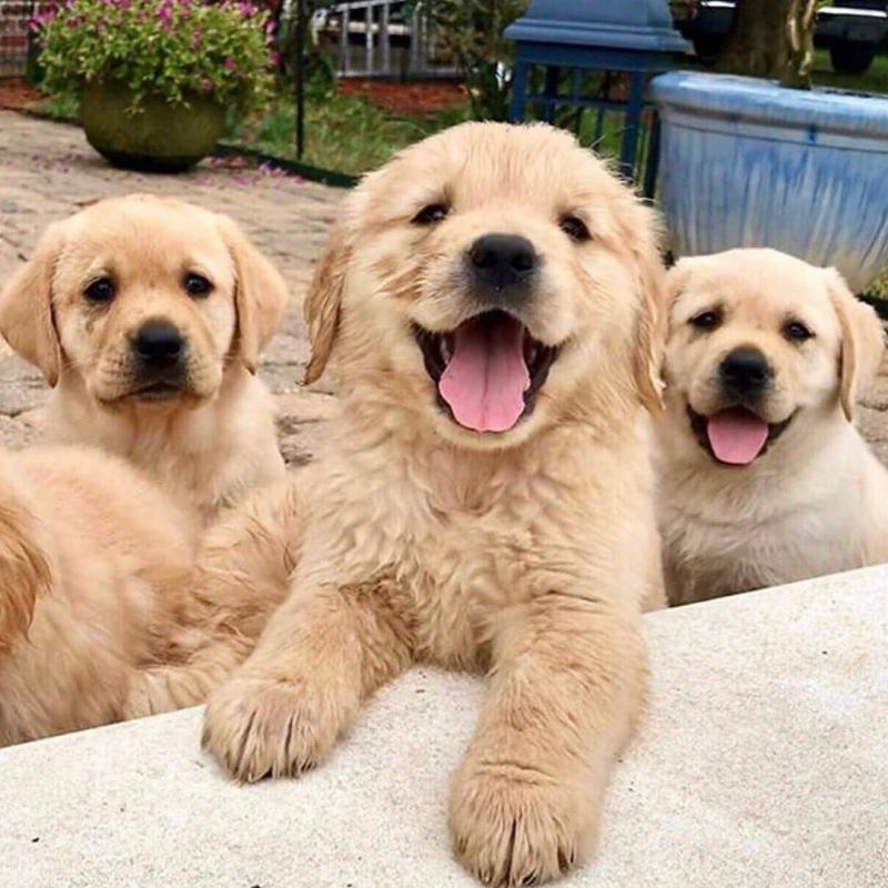 View Image 1 for Golden Retriever Puppies Looking For New Homes