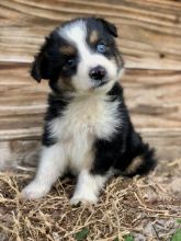 Adorable Australian Shepherds Available andreas12201@gmail.com