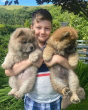 Chow Chow Purebred Puppies Rarely Available!