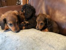 Mini dachshund puppies for adoption