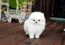 Priceless White Pomeranian Puppy For Adoption