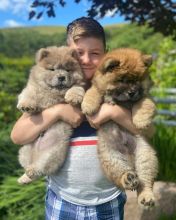 Puppies looking for their furrever Homes