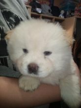 Purebred 8 week chow chow puppy female and Male