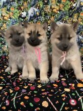 Red male chow chow puppies