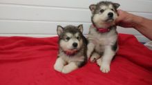 Sweet Siberian Husky Puppies