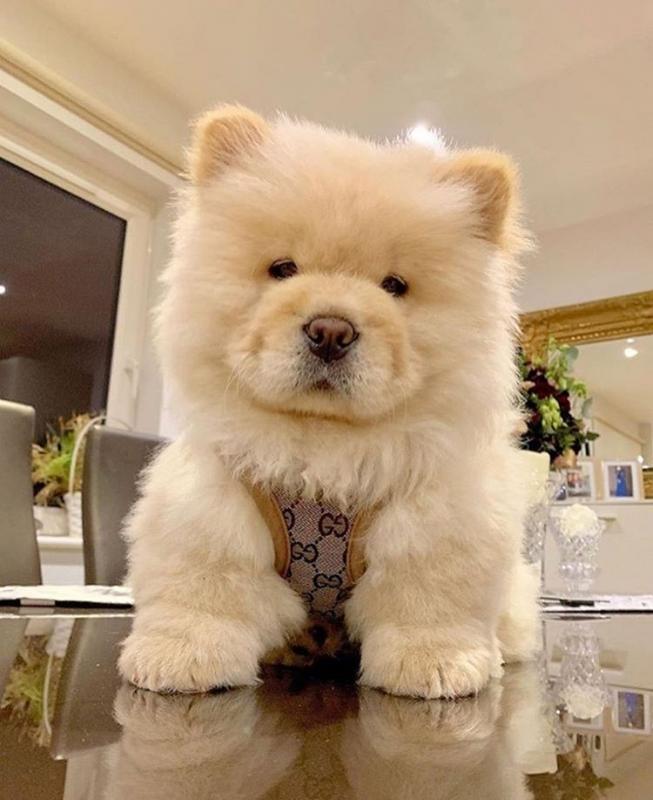 Adorable Chow Chow puppy Image eClassifieds4u