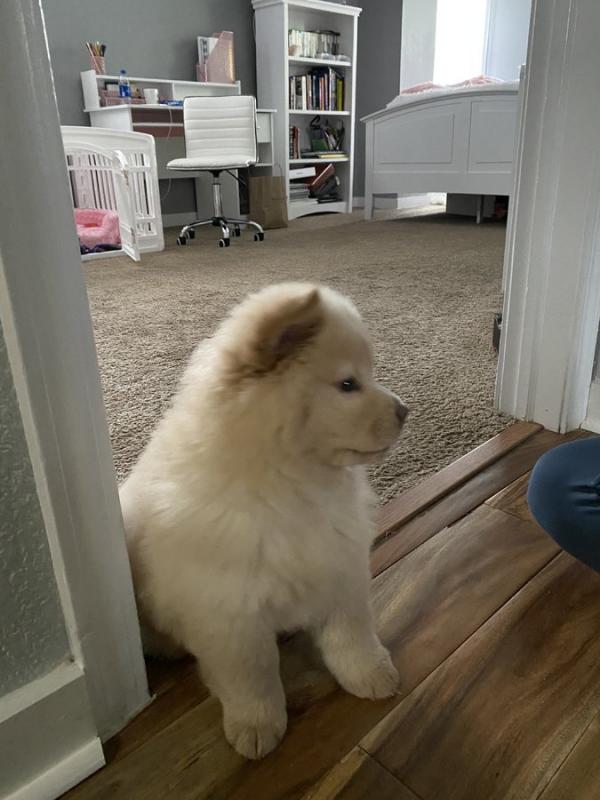 Chow Chow puppies Image eClassifieds4u