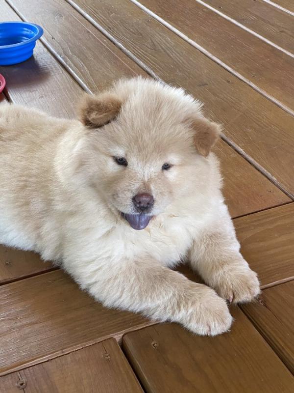 Chow Chow puppies Image eClassifieds4u