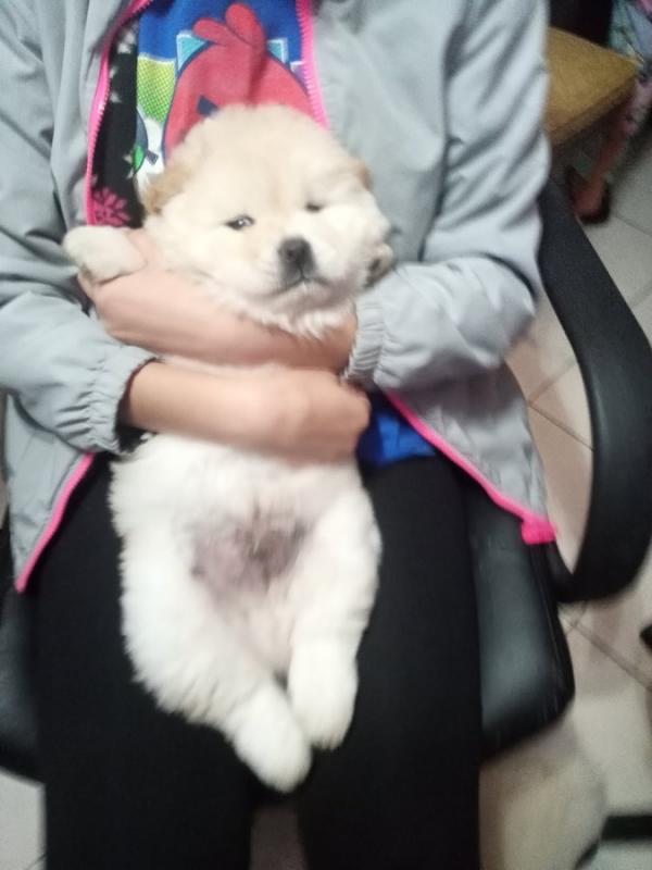 Chow Chow Purebred Puppies Rarely Available! Image eClassifieds4u