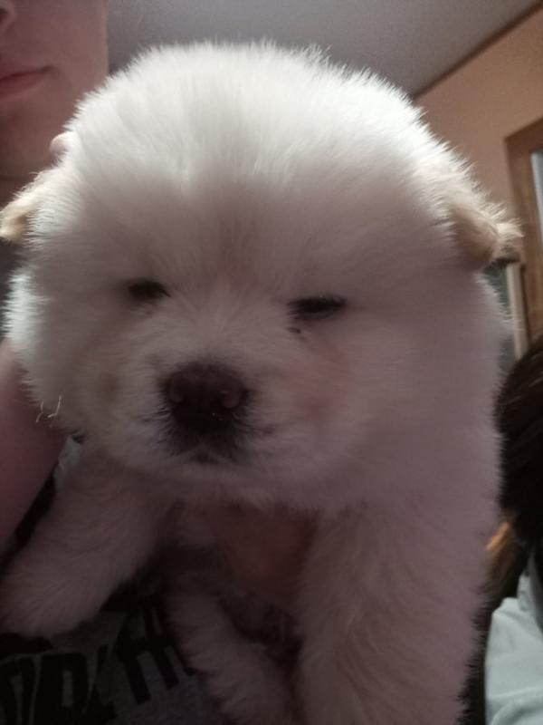 Chow Chow Purebred Puppies Rarely Available! Image eClassifieds4u