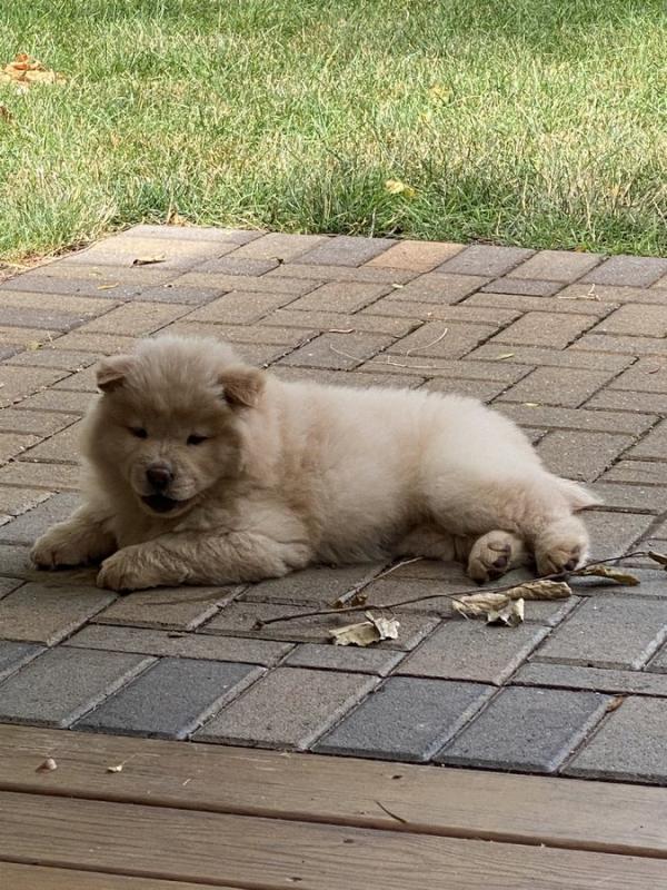 Chow Chow Purebred Puppies Rarely Available! Image eClassifieds4u