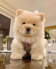 Adorable Chow Chow puppy Image eClassifieds4u 1