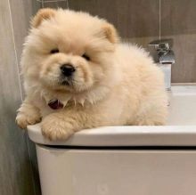 Adorable Chow Chow puppy Image eClassifieds4u 2