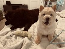 Puppies looking for their furrever Homes Image eClassifieds4u 2