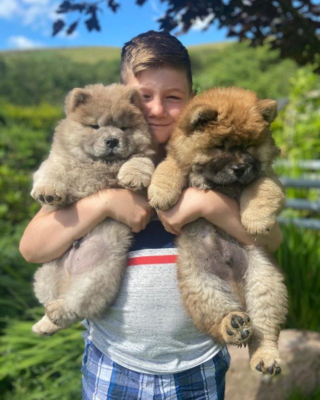 Puppies looking for their furrever Homes Image eClassifieds4u