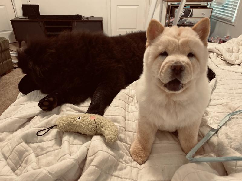 Puppies looking for their furrever Homes Image eClassifieds4u