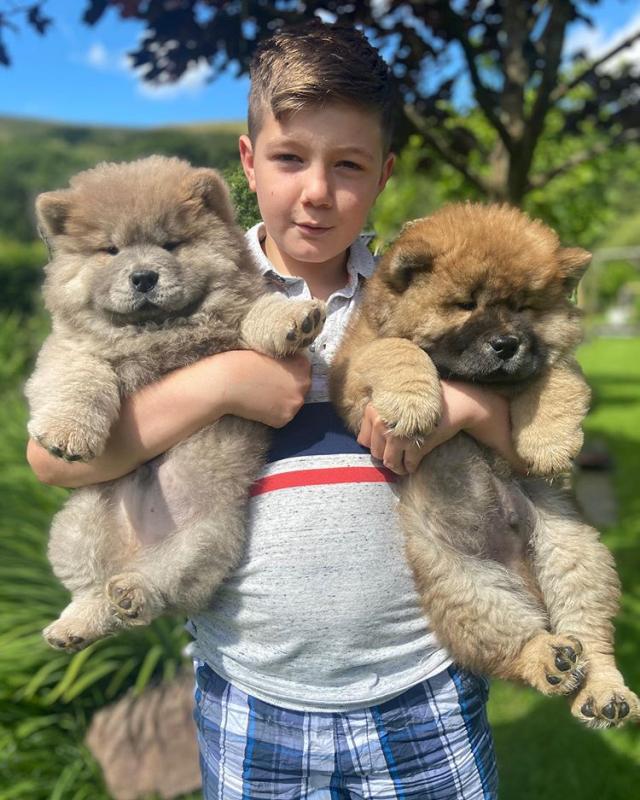 Purebred 8 week chow chow puppy female and Male Image eClassifieds4u