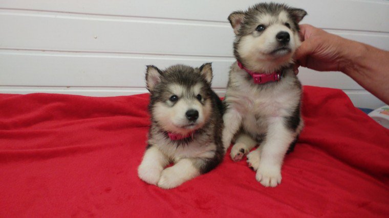 Sweet Siberian Husky Puppies Image eClassifieds4u