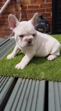 Beautiful and GorgeousFrench bulldog puppies Image eClassifieds4U