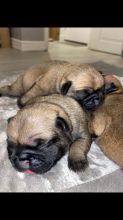 Pups for Rehoming Image eClassifieds4u 4