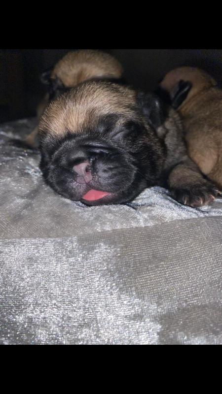 Pups for Rehoming Image eClassifieds4u