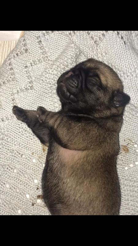 Pups for Rehoming Image eClassifieds4u