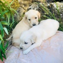 Adorable Golden Retriever puppies! @(431) 302-3667