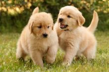 Adorable Golden Retriever puppies! @(431) 302-3667