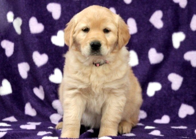 View Image #2 for Adorable Golden Retriever puppies ...