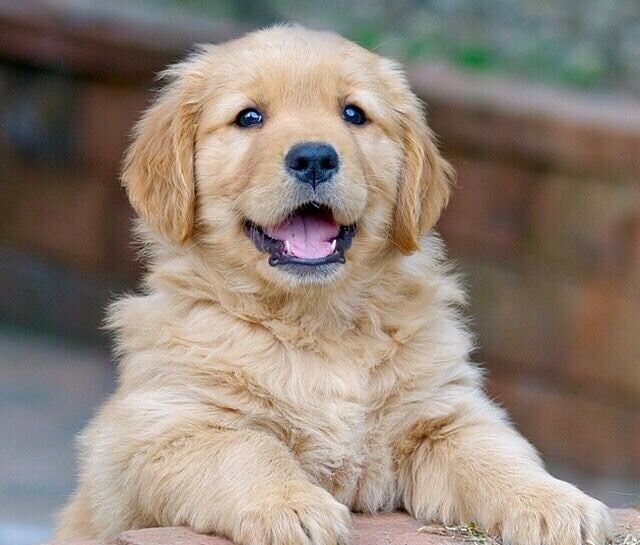 Adorable Golden Retriever puppies! @(431) 302-3667 Image eClassifieds4u