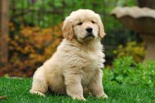 Adorable Golden Retriever puppies! @(431) 302-3667 Image eClassifieds4u 1