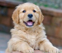 Adorable Golden Retriever puppies! @(431) 302-3667 Image eClassifieds4u 2