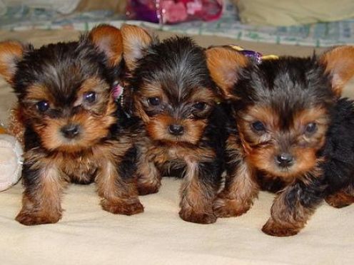we have beautiful Yorkie puppies ready.perrymorgan38@gmail.com Image eClassifieds4u