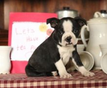 C.K.C MALE AND FEMALE BOSTON TERRIER PUPPIES AVAILABLE