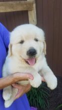 C.K.C MALE AND FEMALE GOLDEN RETRIEVERS PUPPIES AVAILABLE