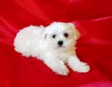 C.K.C MALE AND FEMALE MALTESE Puppies PUPPIES AVAILABLE