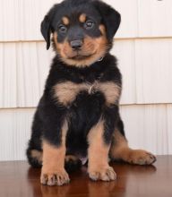 C.K.C MALE AND FEMALE ROTTWEILER PUPPIES AVAILABLE
