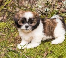 C.K.C MALE AND FEMALE 🎄 SHIH TZU PUPPIES AVAILABLE