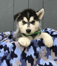 C.K.C MALE AND FEMALE SIBERIAN HUSKY PUPPIES AVAILABLE