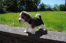 Male and female beagle puppies for adoption