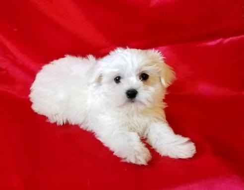 C.K.C MALE AND FEMALE MALTESE Puppies PUPPIES AVAILABLE Image eClassifieds4u