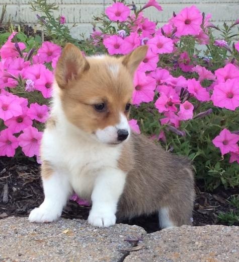 C.K.C MALE AND FEMALE PEMBROKE WELSH CORGI PUPPIES AVAILABLE Image eClassifieds4u