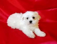 C.K.C MALE AND FEMALE MALTESE Puppies PUPPIES AVAILABLE Image eClassifieds4U