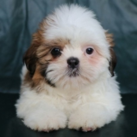 Pure Bred Teacup Shih tzu puppies For Adoption (lindsayurbin@gmail.com Image eClassifieds4u