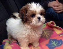 Beautiful Bright Shih tzu puppies Available For Adoption Contact.lindsayurbin@gmail.com