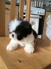 ADORABLE and LOVABLE Male And Female SHih tzu puppies for adoption Contact.lindsayurbin@gmail.com